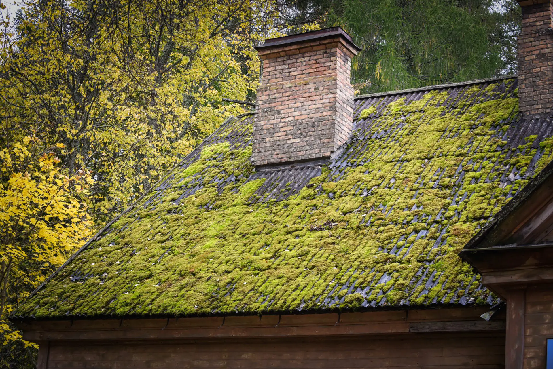 moss removal roofs